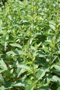 Peppermint, Mentha Ãâ piperita, also known as Mentha balsamea Wild is a hybrid mint, a cross between watermint and spearmint.